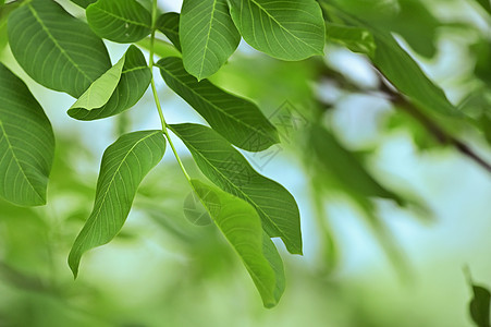 花园中分离的核桃叶图片