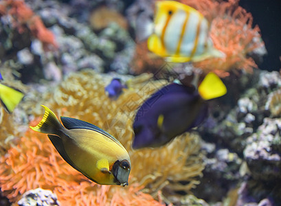 水族馆中的珊瑚鱼调色板外科医生鱼图片