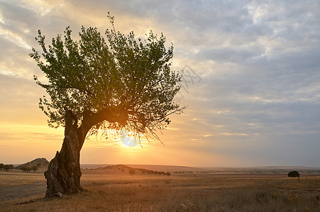 秋景旧树日落多布罗格罗马尼亚图片
