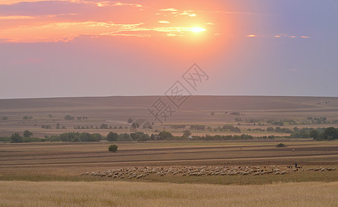 温暖的夕阳下,田野上的羊图片
