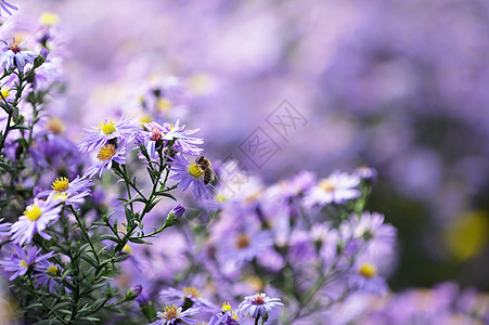 紫花紫菀小卡洛的授粉图片
