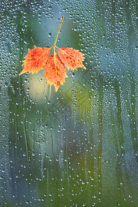 红枫树叶秋天的叶子雨天窗户玻璃上背景