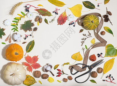 秋天五颜六色的叶子框架孤立图片