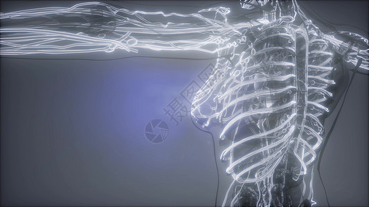 人体血管的科学解剖扫描人体的血管背景图片