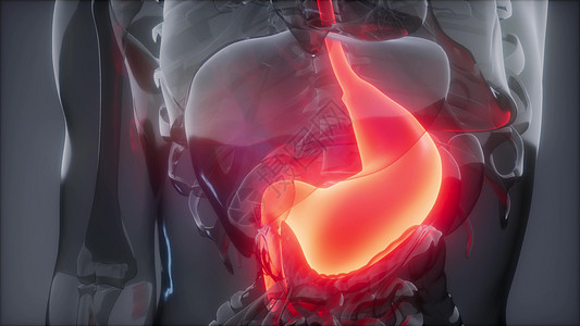 人体胃发光的科学解剖扫描人体胃放射学检查图片