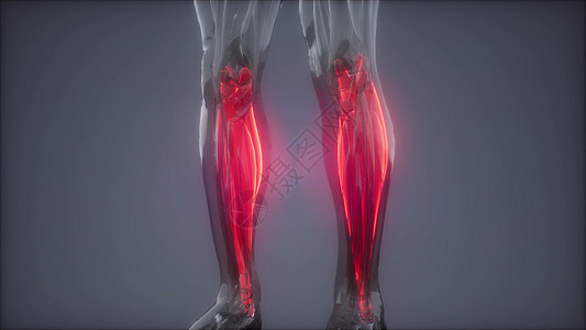 腓肠肌可见肌肉解剖图图片