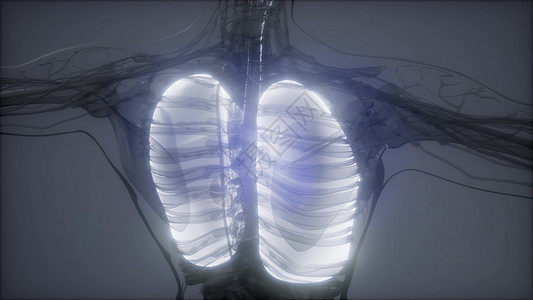 人体肺发光的科学解剖扫描人类肺部放射学检查图片