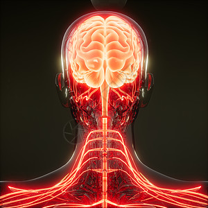 人脑发光的科学解剖扫描人脑放射学检查图片