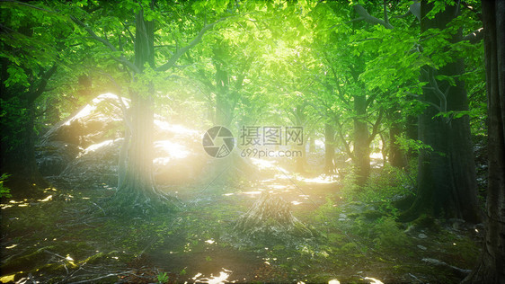 山毛榉树的森林被阳光透过雾照亮山毛榉树的森林被阳光照亮图片