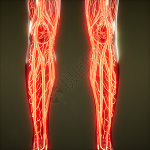 人体血管的科学解剖扫描人体的血管背景图片