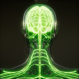 人脑发光的科学解剖扫描人脑放射学检查图片