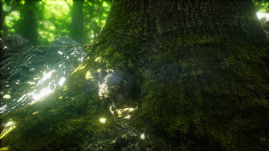 山毛榉树的森林被阳光透过雾照亮山毛榉树的森林被阳光照亮图片