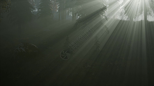 秋天的森林晨雾秋天早晨薄雾中的森林图片