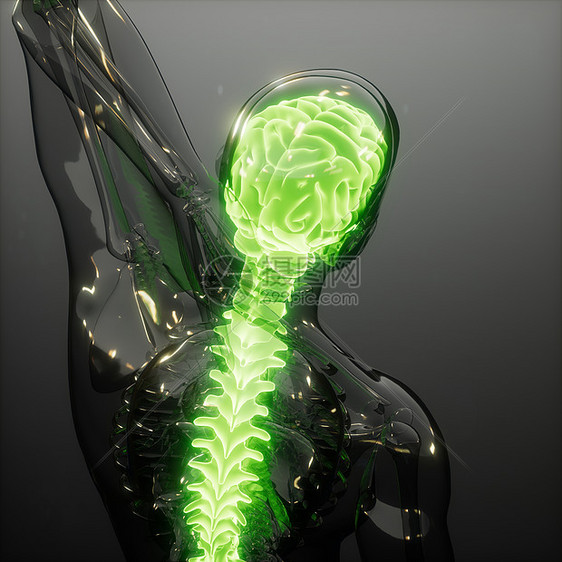 人脑发光的科学解剖扫描人脑放射学检查图片