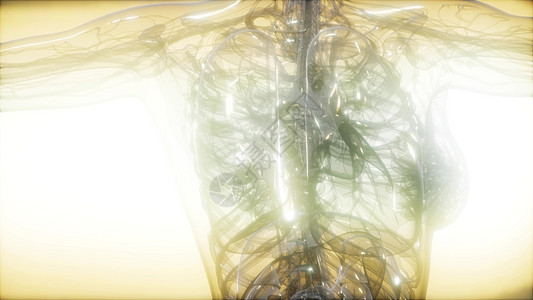 人体X射线图像进行医学诊断人体X射线图像图片