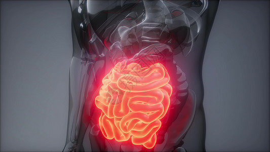 人体小肠发光的科学解剖扫描人体小肠放射学检查图片