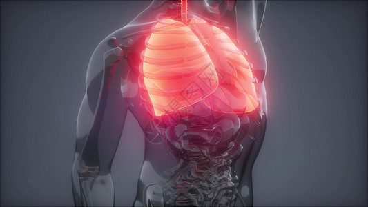 人体肺发光的科学解剖扫描人类肺部放射学检查图片