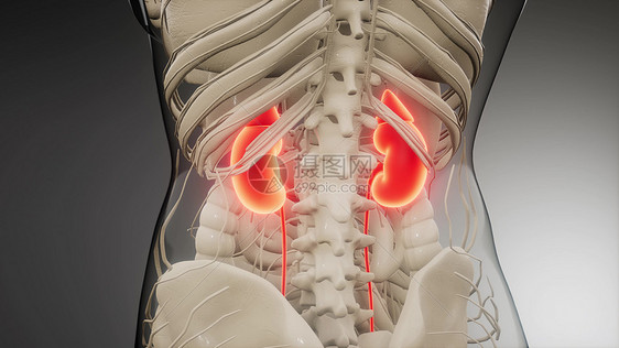 三维医学上准确地说明了肾脏医学上准确地说明肾脏图片