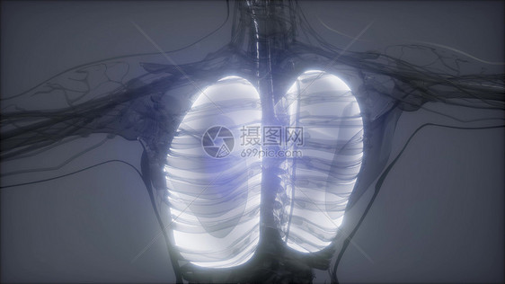 人体肺发光的科学解剖扫描人类肺部放射学检查图片