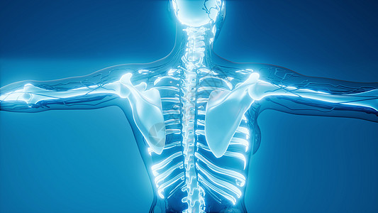 人类骨骼的医学科学插图透明的人体,有可见的骨头背景图片