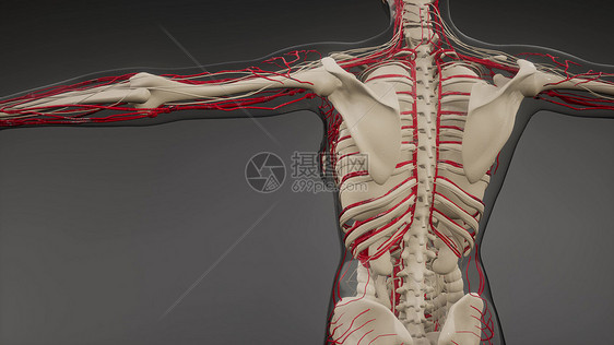 人体血管的科学解剖扫描人体的血管图片