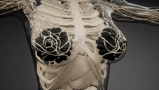 三维医学上准确地说明了个肥胖的妇女乳腺医学上准确的说明肥胖妇女的乳腺图片
