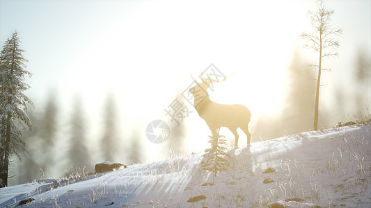 林深见鹿骄傲的高贵鹿雄冬天的雪山森林里骄傲的高贵鹿雄冬天的雪林背景