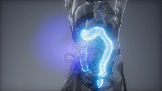 人类结肠发光的科学解剖扫描人类结肠放射学检查图片