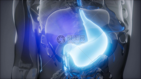 人体胃发光的科学解剖扫描人体胃放射学检查图片