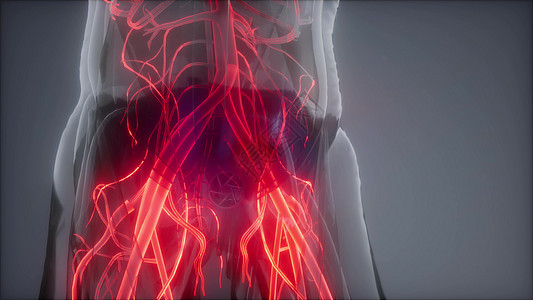 人体血管的科学解剖扫描人体的血管图片