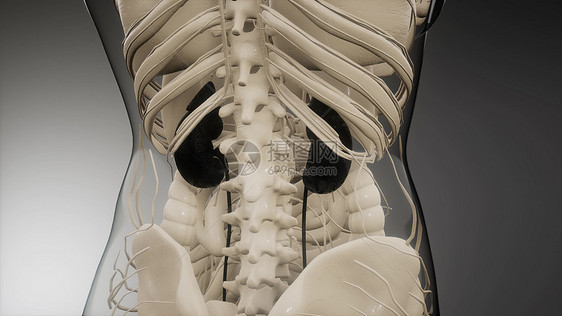 三维医学上准确地说明了肾脏医学上准确地说明肾脏图片