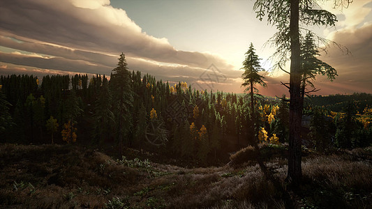 阳光山上的森林里,日落的时候日落时森林里的阳光图片