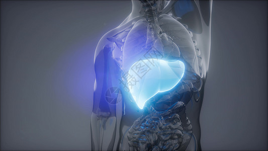 人类肝脏发光的科学解剖扫描人类肝脏放射学检查图片
