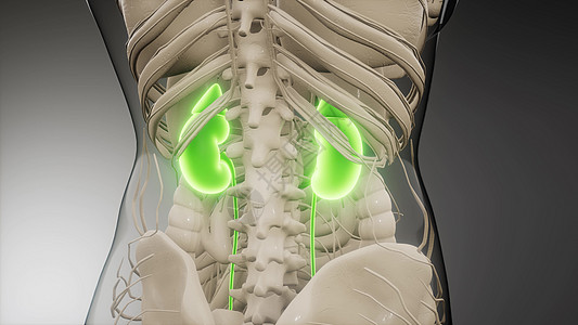 三维医学上准确地说明了肾脏医学上准确地说明肾脏图片