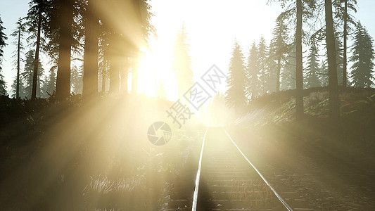 飞越条被阳光包围的森林的铁路图片