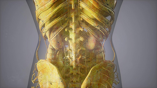 透明身体骨骼系统的完整特写图片
