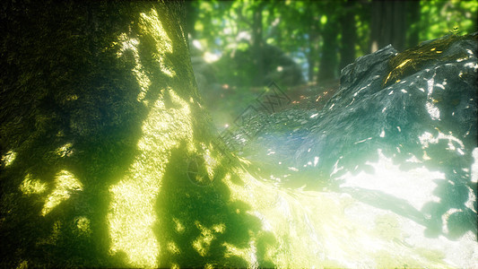 阳光透过山毛榉树的天然森林,蕨类植物覆盖地面上阳光透过山毛榉树的天然森林照耀图片