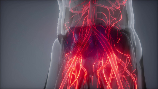 人体血管的科学解剖扫描人体的血管图片