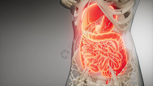 系统解剖人体消化系统部件功能的三维图示人体消化系统的部分功能背景