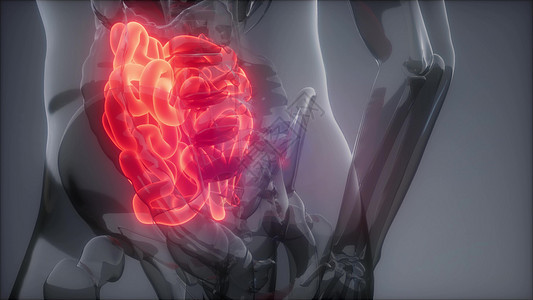 人体小肠发光的科学解剖图背景图片