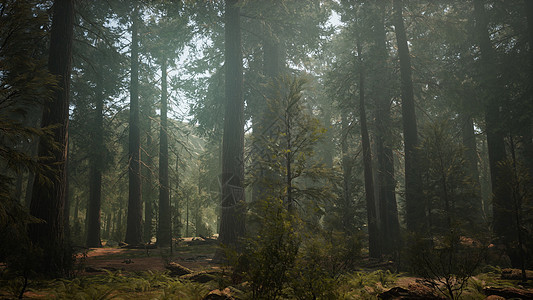 日落巨大的森林,红杉公园,加利福尼亚图片
