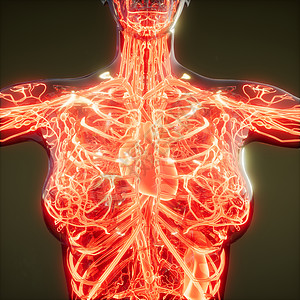 人体血管的科学解剖扫描人体的血管图片