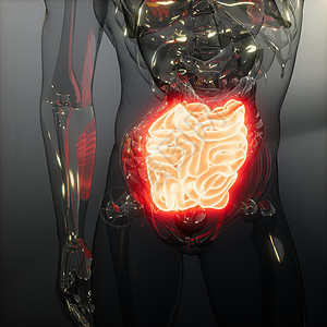 人体小肠发光的科学解剖扫描人体小肠放射学检查图片