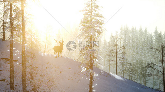 骄傲的高贵鹿雄冬天的雪山森林里骄傲的高贵鹿雄冬天的雪林图片