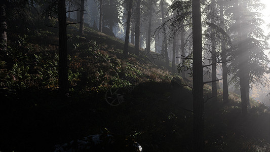 早晨雾蒙蒙的宁静的喜怒无常的森林图片