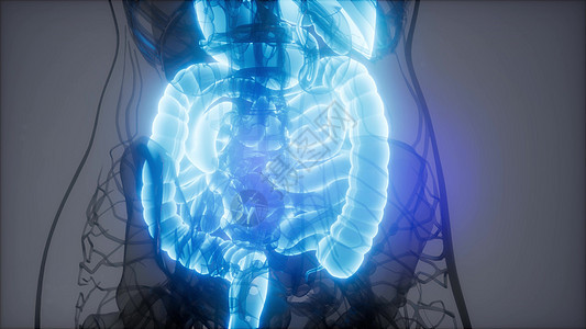 人体消化系统部件功能的三维图示图片