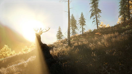 日落时山林中的鹿雄日落时森林里的鹿雄图片