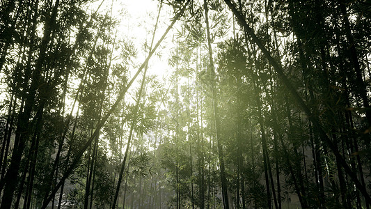 马来西亚热带雨林竹树的兰斯克图片
