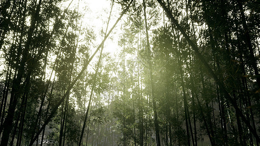 马来西亚热带雨林竹树的兰斯克背景图片