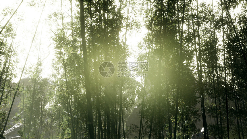 风平浪静的阿拉山竹林仰望京都风平浪静的阿拉山竹林图片